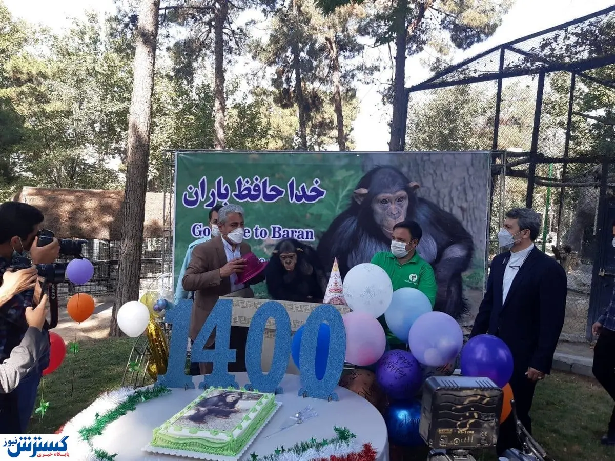 معروفترین شامپانزه ایران از کشور رفت!