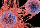شناسایی ویروسی که تومورهای سرطانی را از بین می برد