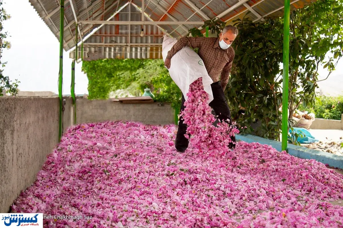 گلاب در بازار چند؟ 