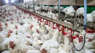 تاثیر مثبت افزایش جوجه ریزی در بازار مرغ