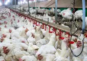 بازار هدف تخم مرغ ایرانی مشخص شد / تولید چقدر هزینه دارد؟