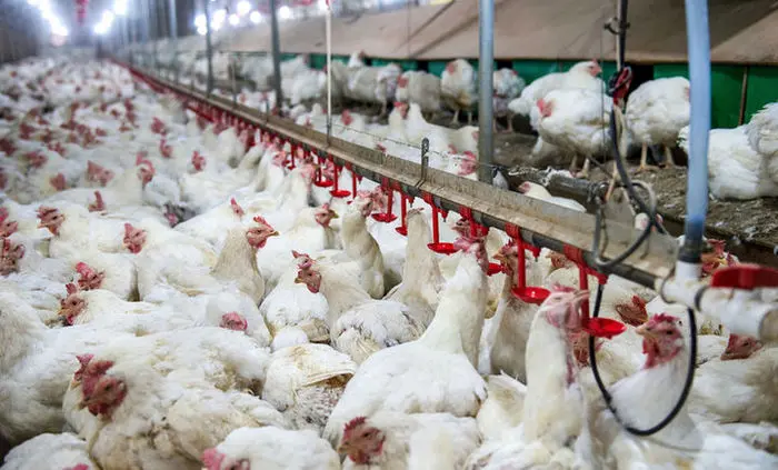 آخرین‌جزئیات توزیع مرغ با کارت ملی