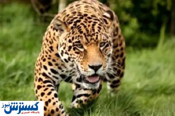 مشاهده پلنگ در پارک جنگلی گرگان!