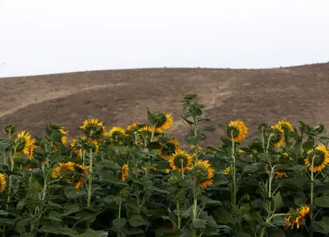 سپاه سمنان مزرعه گیاهان توهم زا را به آتش کشید 