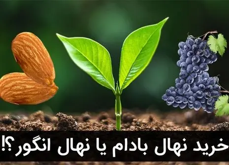 با پر فروش ترین نهال گردو در شهر ارومیه آشنا شویم