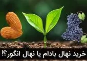 معرفی ۶ نوع از پربازده ترین نهال های میوه در شهر اصفهان نگاه باغداران خبره