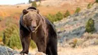 تیکه تیکه شدن زن بیچاره توسط خرس