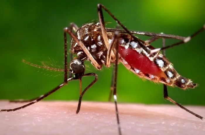 داروی جدید مالاریا را بشناسید
