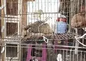 یک محموله قاچاق حیوانات در تهران کشف شد