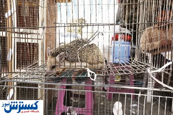 پول به قیمت جان حیوانات
