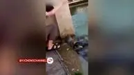 حمله ناگهانی بزمجه به یک زن و دو لاک پشت‌ + فیلم