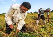 قیمت مصوب ۲۰ قلم کالای اساسی اعلام شد 