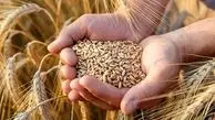 قیمت جدید گندم اعلام شد / نرخ خرید تضمینی چه زمان اعلام می شود؟