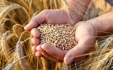 قیمت گندم رسما اعلام شد (۲۱ اردیبهشت ۱۴۰۴)