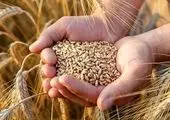 فوری / قیمت گندم اعلام شد / پیش بینی جدید درباره آمار تولید