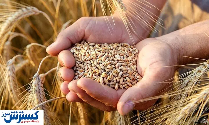 آخرین جزئیات درباره قیمت گندم رسما اعلام شد (۱ مهر ۱۴۰۴)