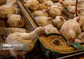 به مرغ‌ها آنتی بیوتیک می‌دهند نه تریاک! +‌فیلم